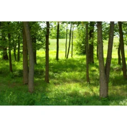 Akustikbild Grüne Lichtung