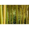 Akustikbild Bambuswald -Heimgebrauch Schaumstoffprodukte Geschäft akustikbild 02E64745