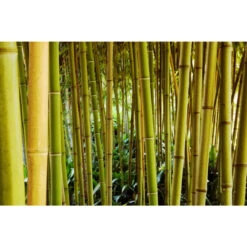 Akustikbild Bambuswald