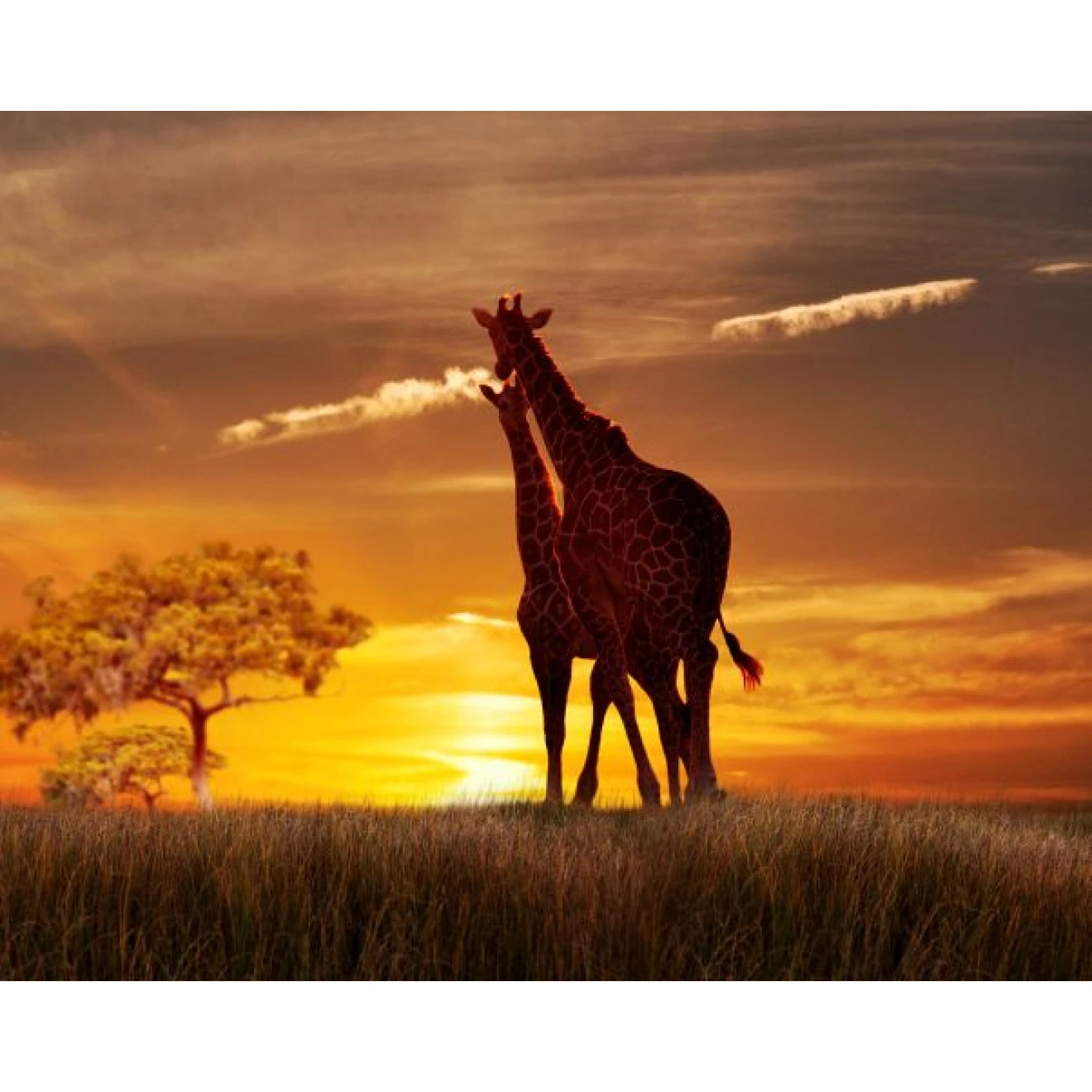 Akustikbild Giraffen 3 Akustikbild Giraffen