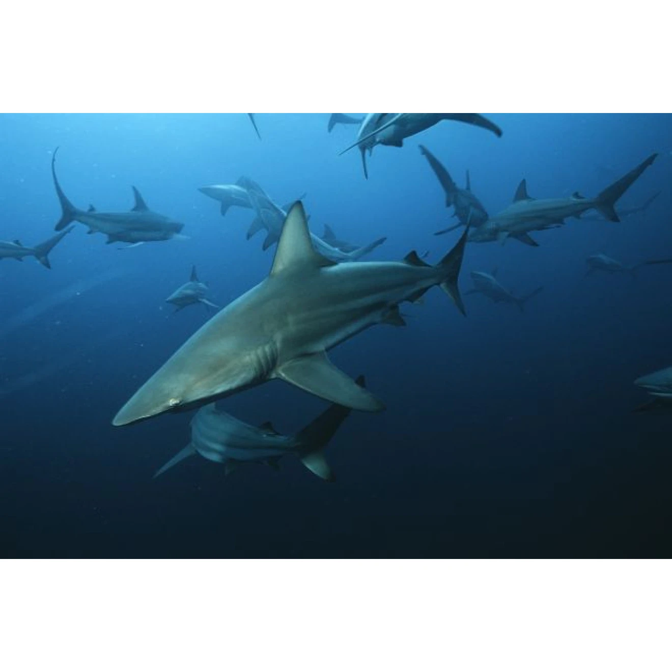 Akustikbild Haie 3 Akustikbild Haie