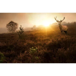 Akustikbild Großer Elch