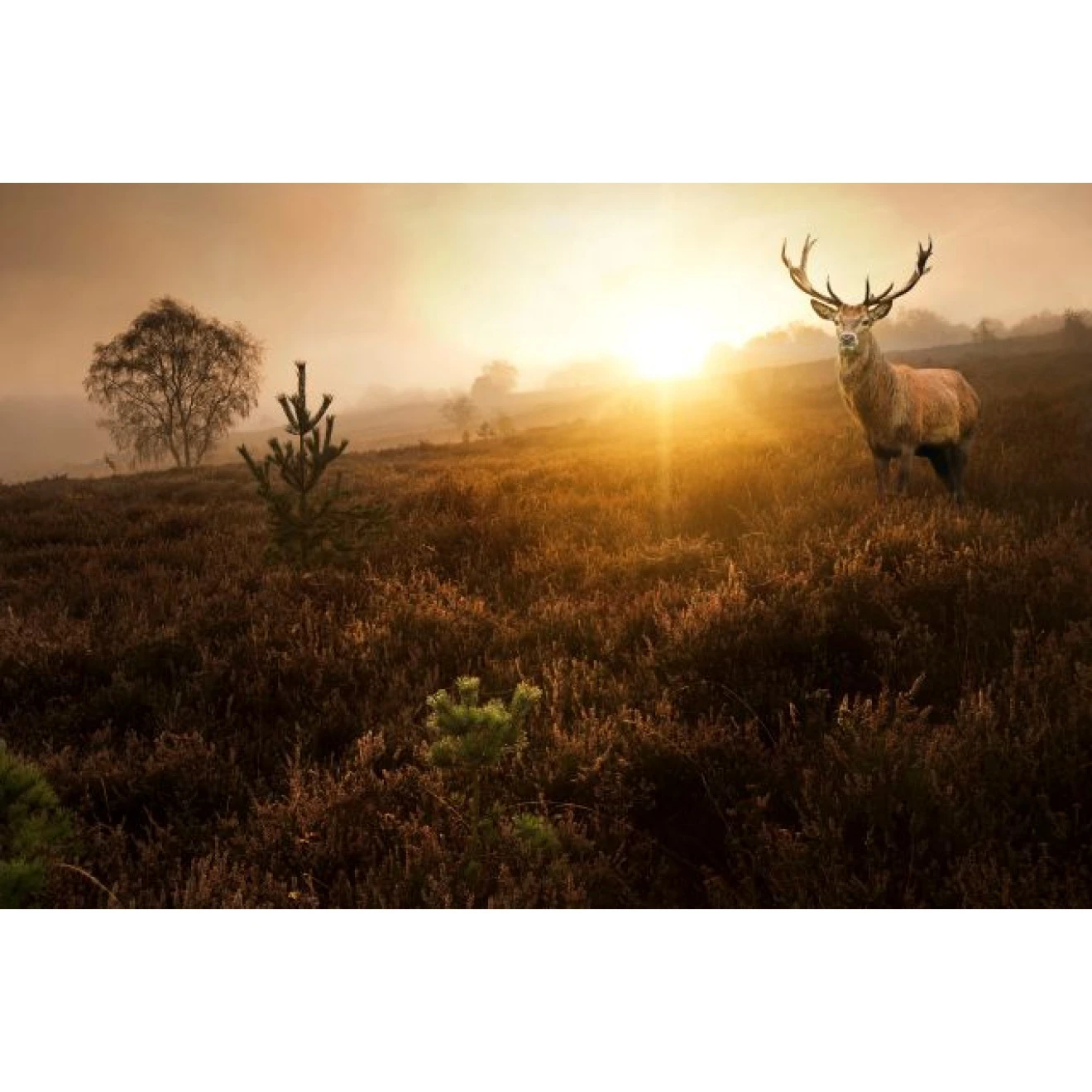 Akustikbild Großer Elch 3 Akustikbild Großer Elch