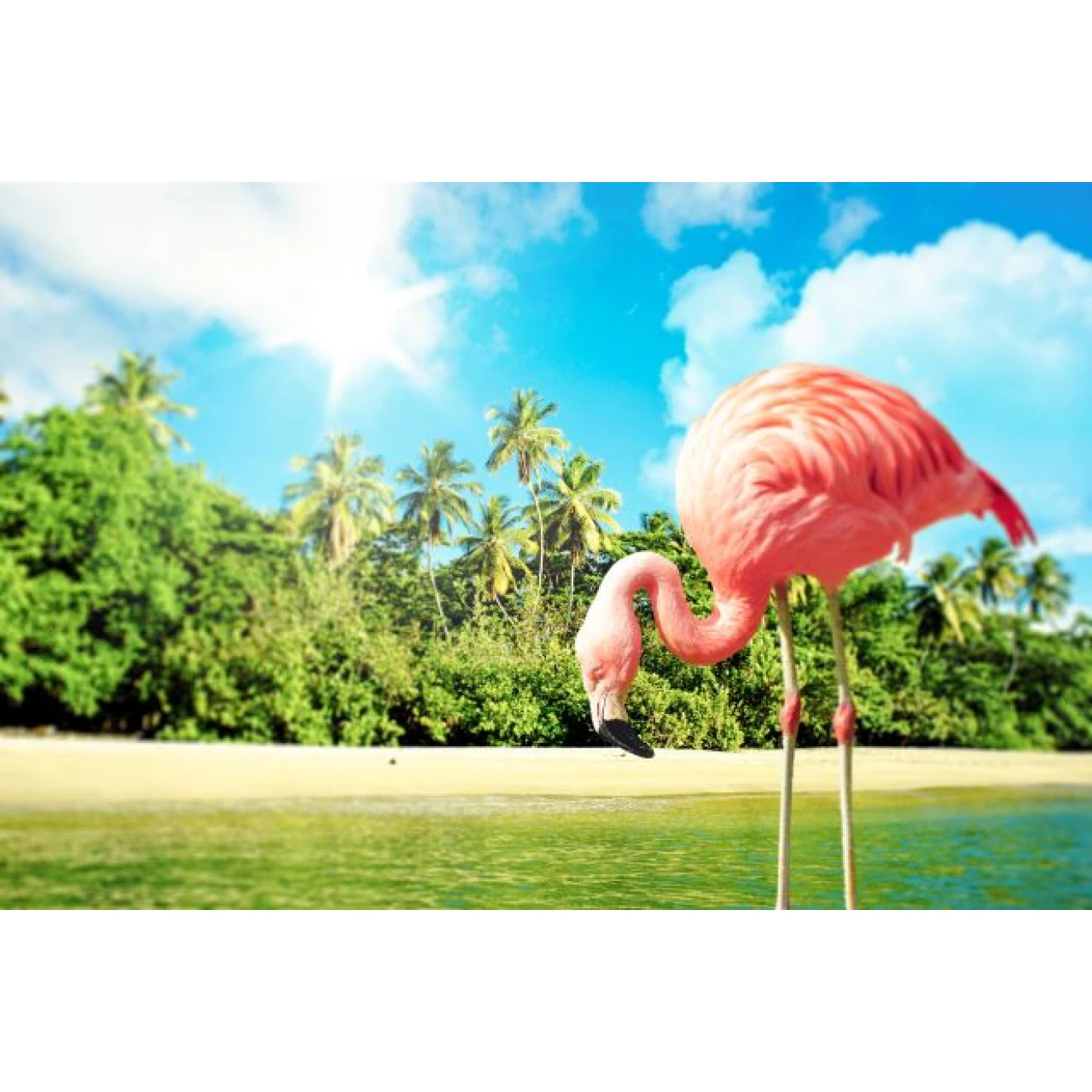 Akustikbild Flamingo 3 Akustikbild Flamingo