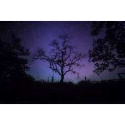 Akustikbild Kahler Baum Bei Nacht