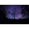 Akustikbild Kahler Baum Bei Nacht 2 Akustikbild Kahler Baum Bei Nacht -Heimgebrauch Schaumstoffprodukte Geschäft akustikbild ISS 11042 01270