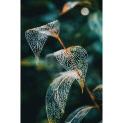 Akustikbild Blattskelett