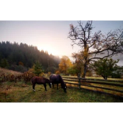 Akustikbild Glückliche Pferde