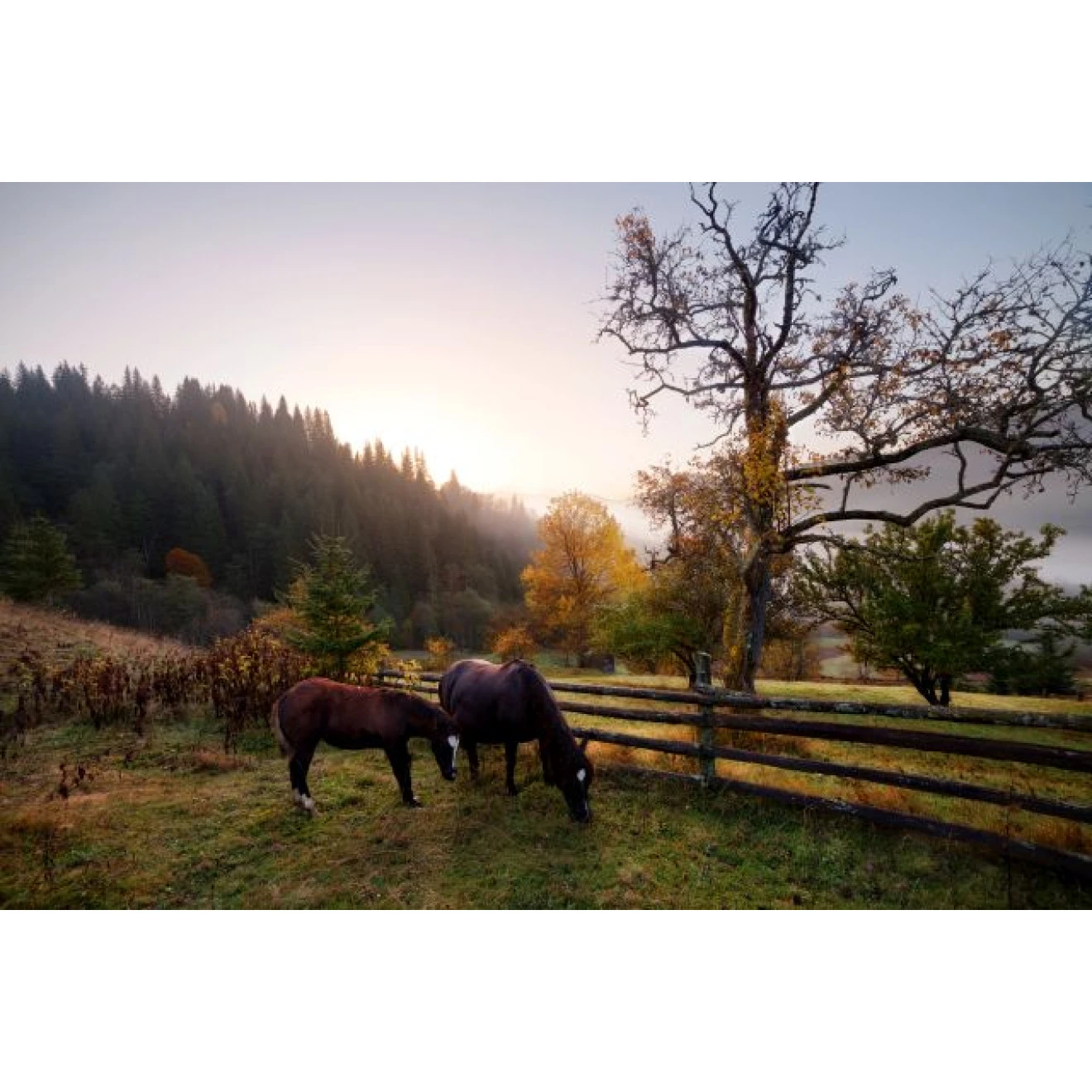 Akustikbild Glückliche Pferde 3 Akustikbild Glückliche Pferde