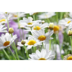 Akustikbild Gänseblümchen