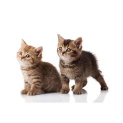 Akustikbild Babykatzen