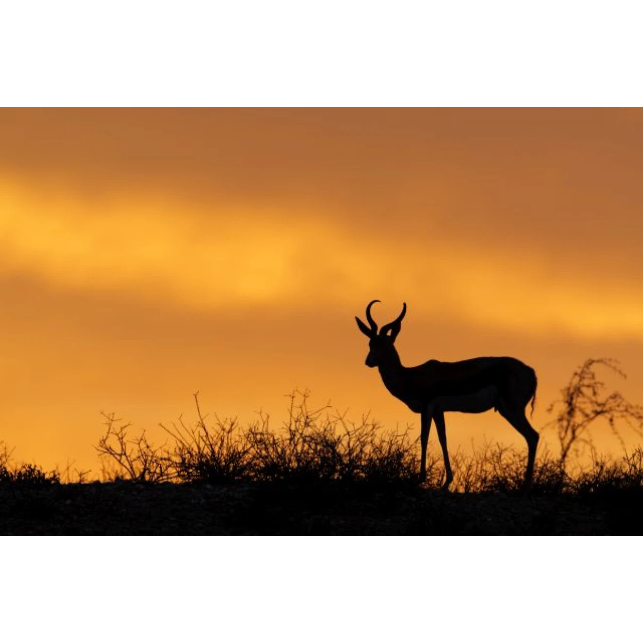 Akustikbild Impalla In Der Wüste 3 Akustikbild Impalla In Der Wüste