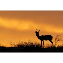 Akustikbild Impalla In Der Wüste