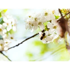 Akustikbild Bienen Und Blumen