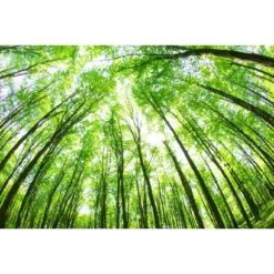 Akustikbild Laubbaum Lichtung