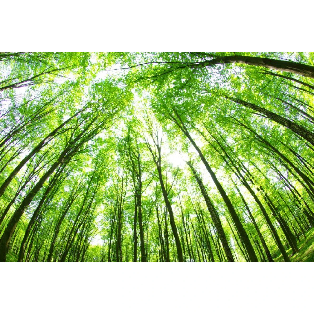 Akustikbild Laubbaum Lichtung 3 Akustikbild Laubbaum Lichtung